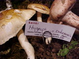 Hygrophorus bakerensis image