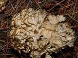 Sparassis crispa image