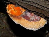 Pycnoporellus fulgens image