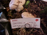 Lactarius uvidus image
