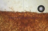 Galerina subclavata image