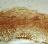 Galerina subclavata image