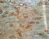 Galerina subclavata image