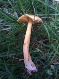 Suillus americanus image
