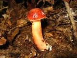 Aureoboletus auriporus image