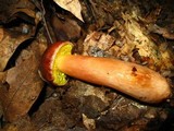 Aureoboletus auriporus image
