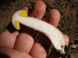 Aureoboletus auriporus image