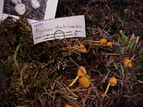 Mycena strobilinoidea image