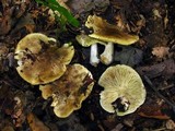 Tricholoma palustre image