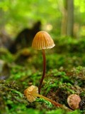 Galerina atkinsoniana image