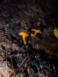 Cantharellus minor image