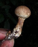 Scleroderma nitidum image