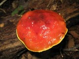 Heimioporus betula image