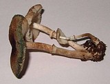 Leucoagaricus caerulescens image