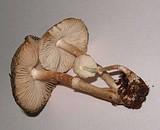 Leucoagaricus caerulescens image