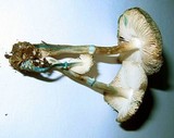 Leucoagaricus caerulescens image