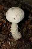 Amanita rhopalopus image