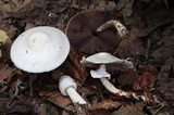 Agaricus silvicola image