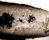 Leucoagaricus caerulescens image