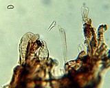 Leucoagaricus caerulescens image