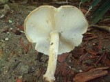 Echinoderma asperum image