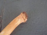 Echinoderma asperum image
