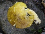 Tricholoma sejunctum image