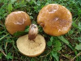 Suillus luteus image