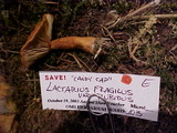 Lactarius fragilis image