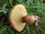 Suillus luteus image