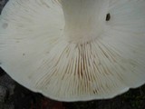 Tricholoma subresplendens image