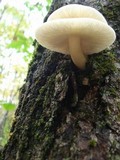 Hypsizygus ulmarius image