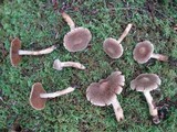 Cortinarius flexipes image