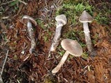 Cortinarius flexipes image