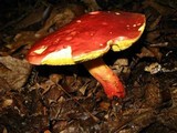 Boletochaete bicolor image