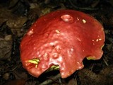 Boletochaete bicolor image