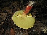 Boletochaete bicolor image