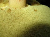 Boletochaete bicolor image