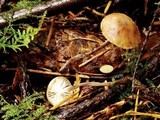 Marasmius chordalis image