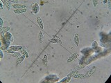 Hypomyces hyalinus image