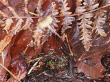 Marasmius chordalis image