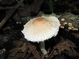Lepiota clypeolaria image