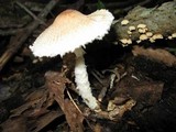 Lepiota clypeolaria image