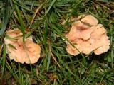 Abortiporus biennis image