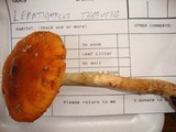 Leratiomyces squamosus var. thraustus image