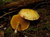 Suillus americanus image