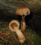 Suillus spraguei image