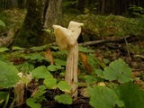 Helvella crispa image