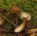 Lactarius gerardii image