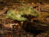 Lactarius chelidonium image